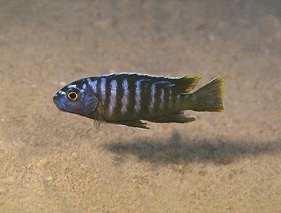 Maylandia sp. 'dumpy chitimba' Chitimba